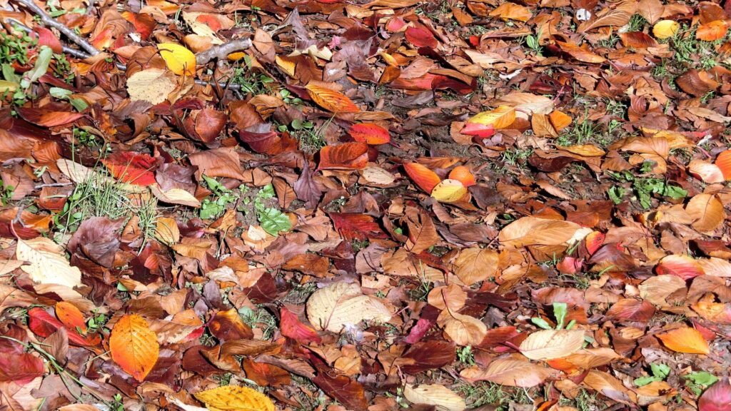 晩秋・紅葉黄葉落葉色