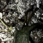 春の芽生え-トップ